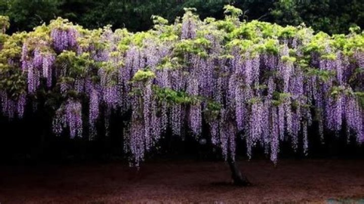 is wisteria poisonous
