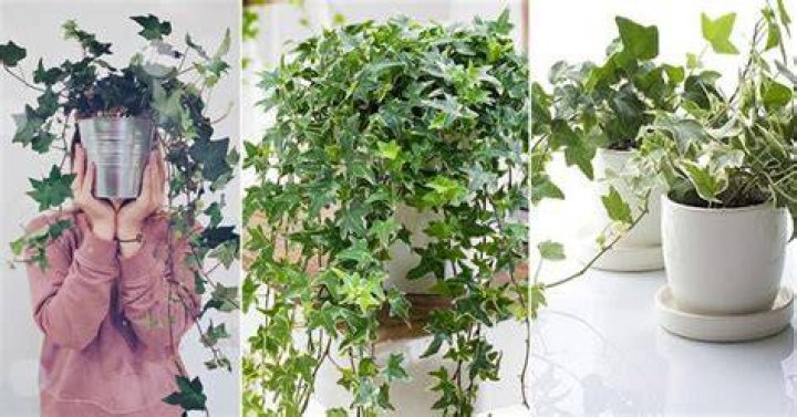 ivy houseplant