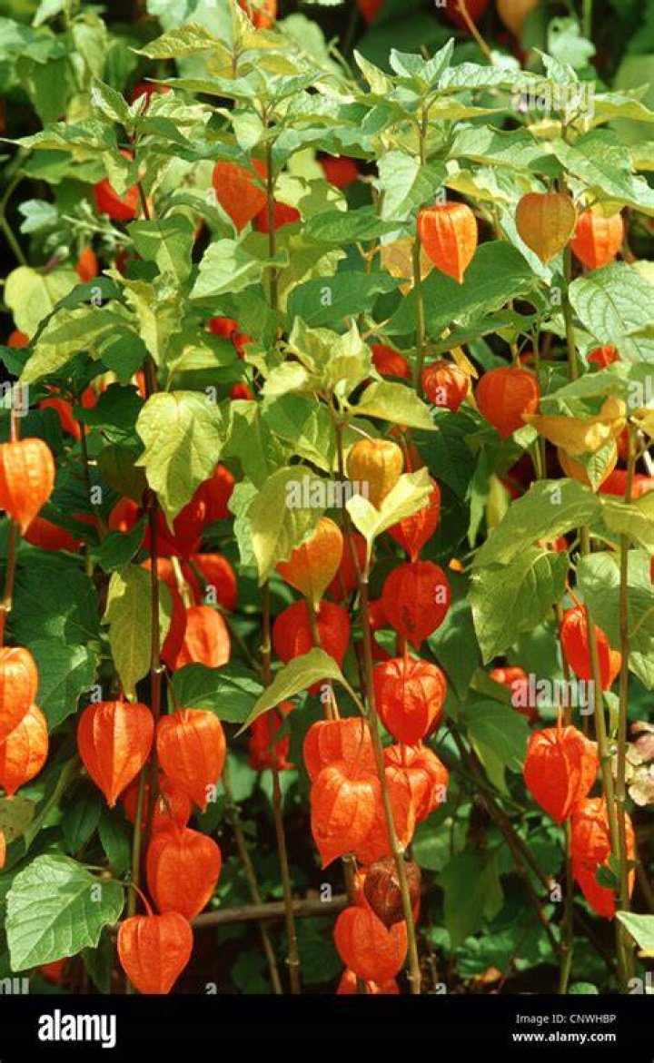 japanese lantern plant