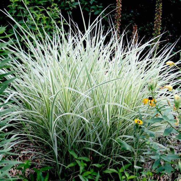 japanese silver grass