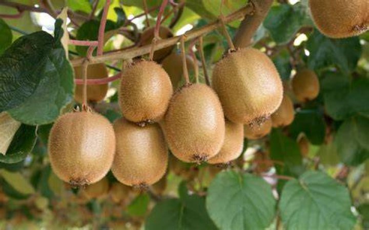 kiwi tree