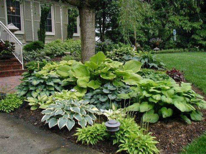 landscaping with hostas