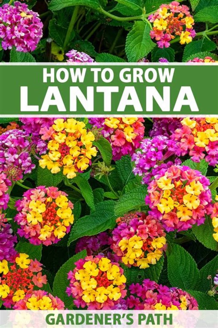 lantana care