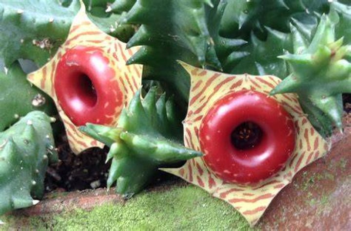 lifesaver plant