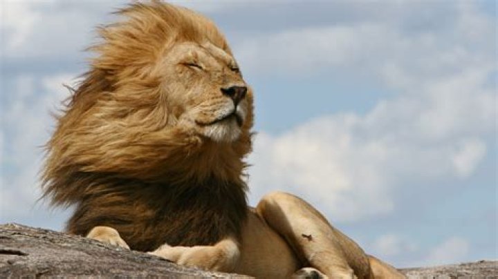 lion mane hair