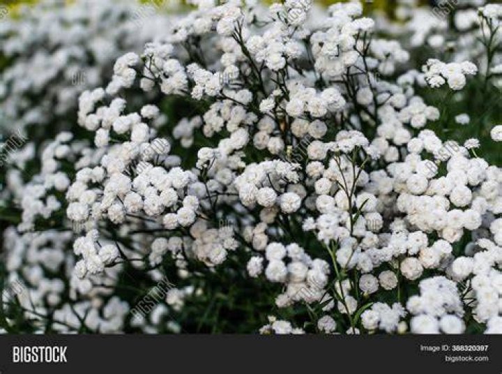 little white flowers