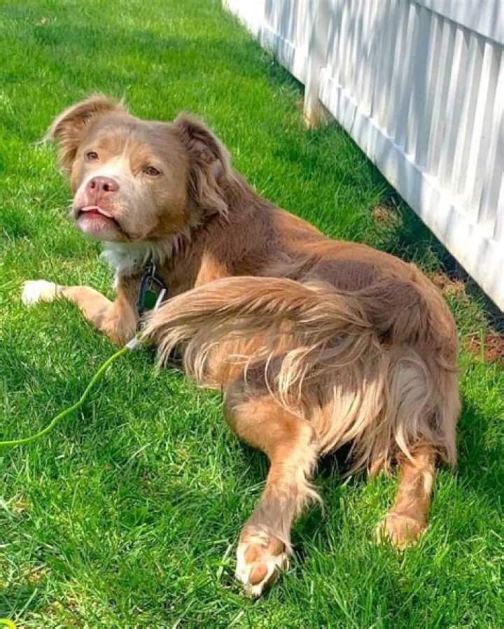 Long Haired Pitbull Long Haired Pitbull
