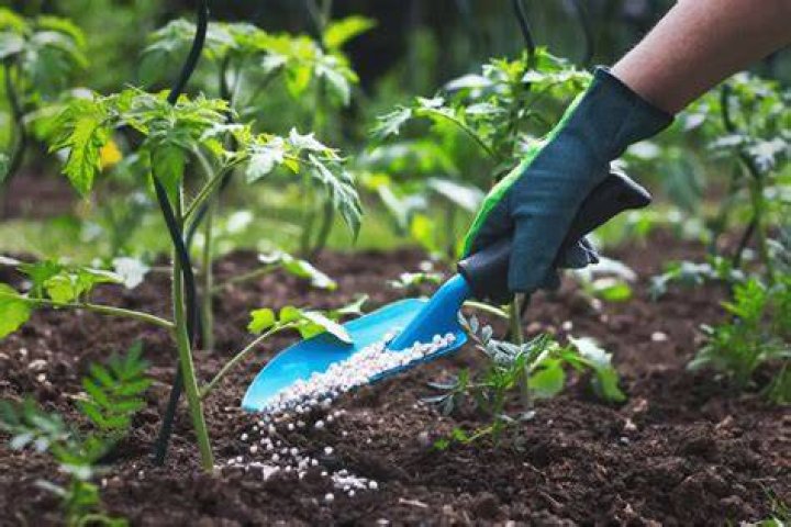 low nitrogen fertilizer
