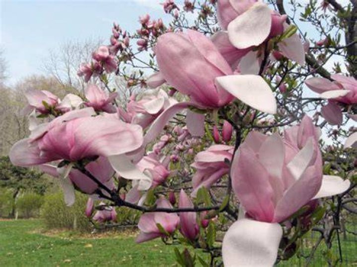 magnolia types