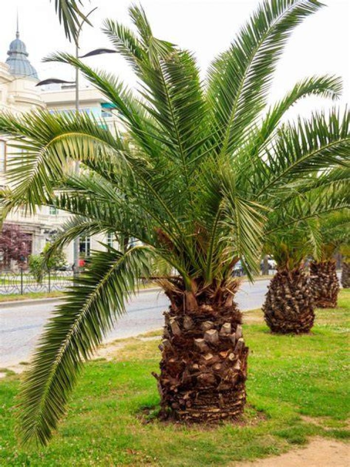 mini palm tree