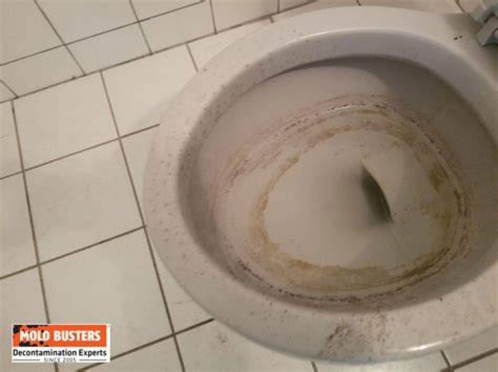 Mold Growing In Toilet Mold Growing In Toilet