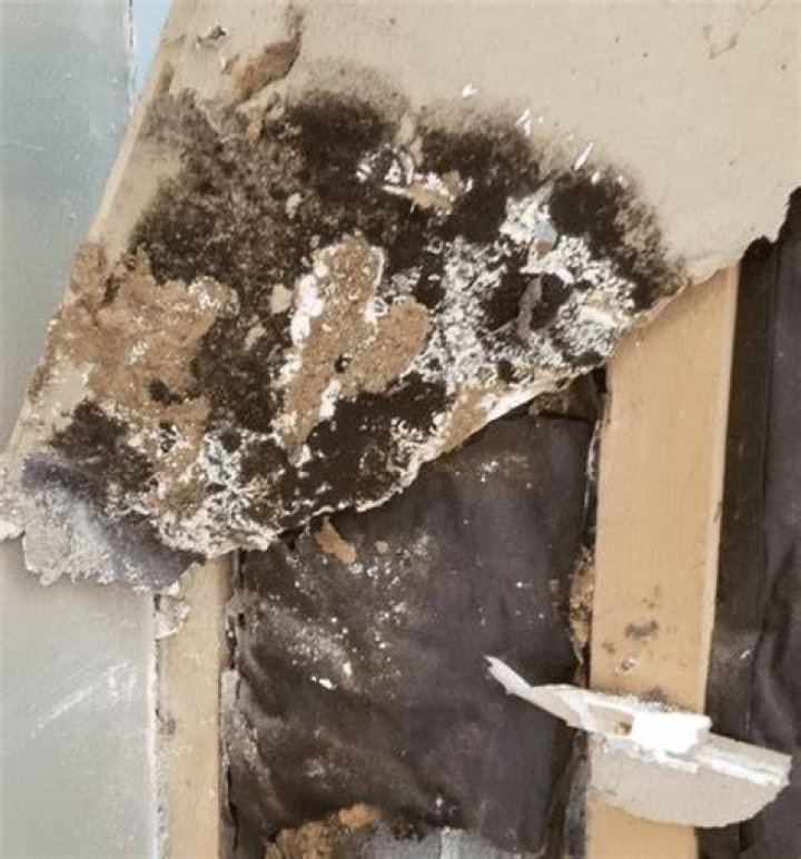 mold on drywall