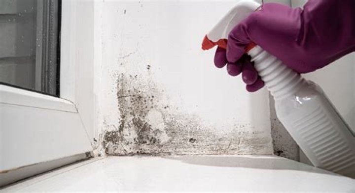 mold removal near me