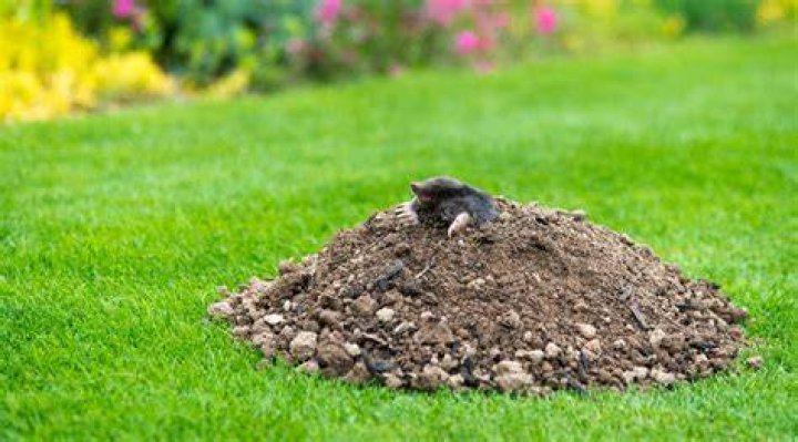 mole extermination