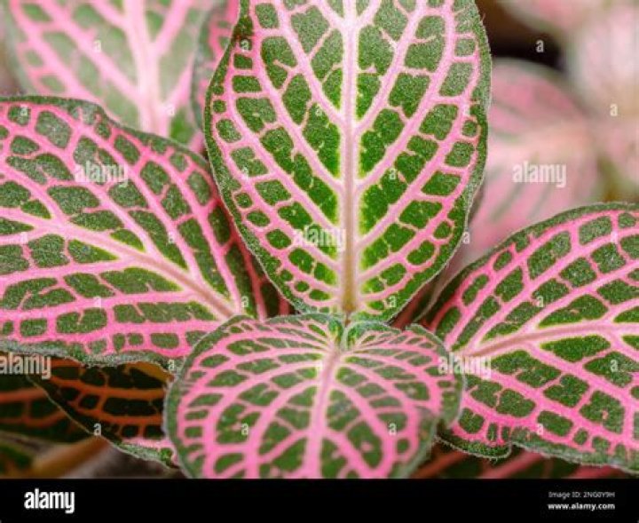 mosaic plant