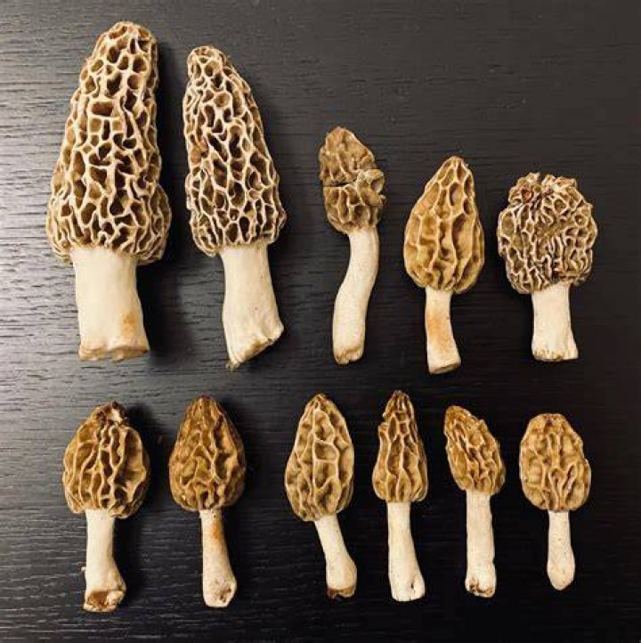 :mushroom: