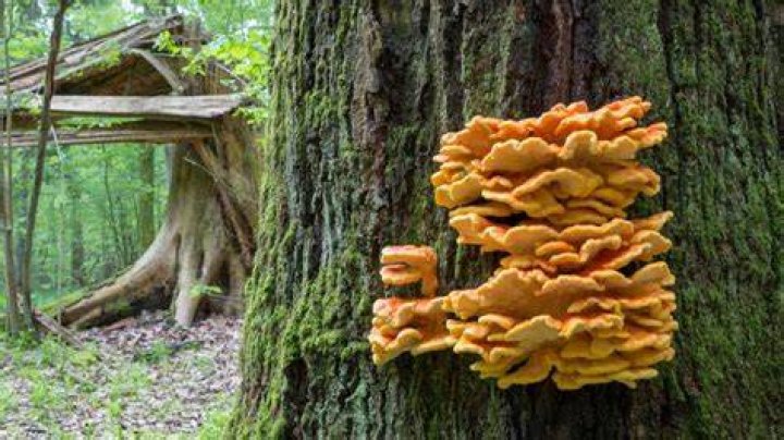 mushrooms that grow on trees