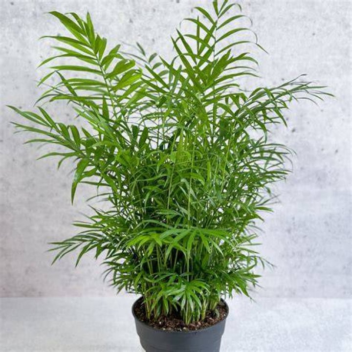 neanthe bella palm