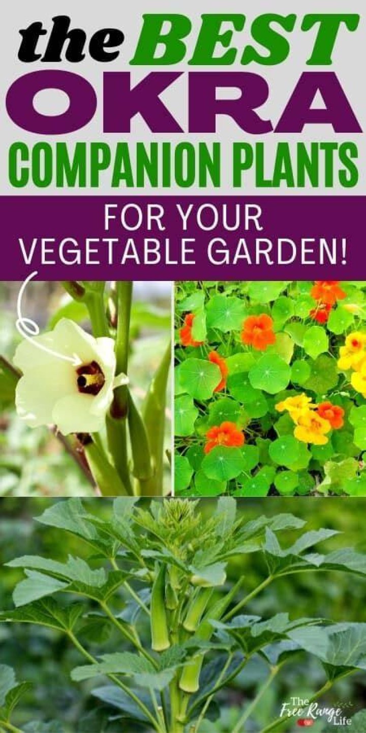 okra companion plants