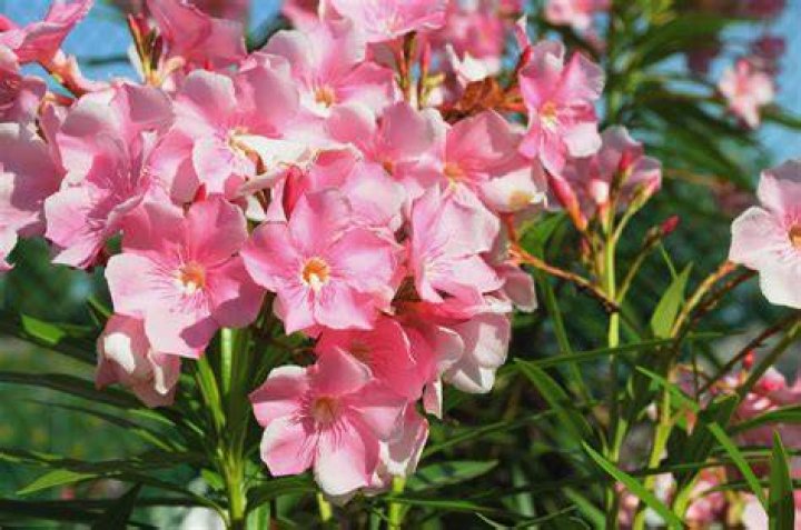 oleander plant