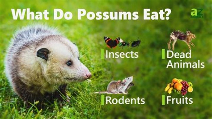 opossum diet