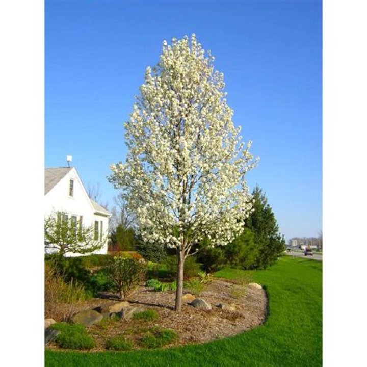 ornamental pear tree