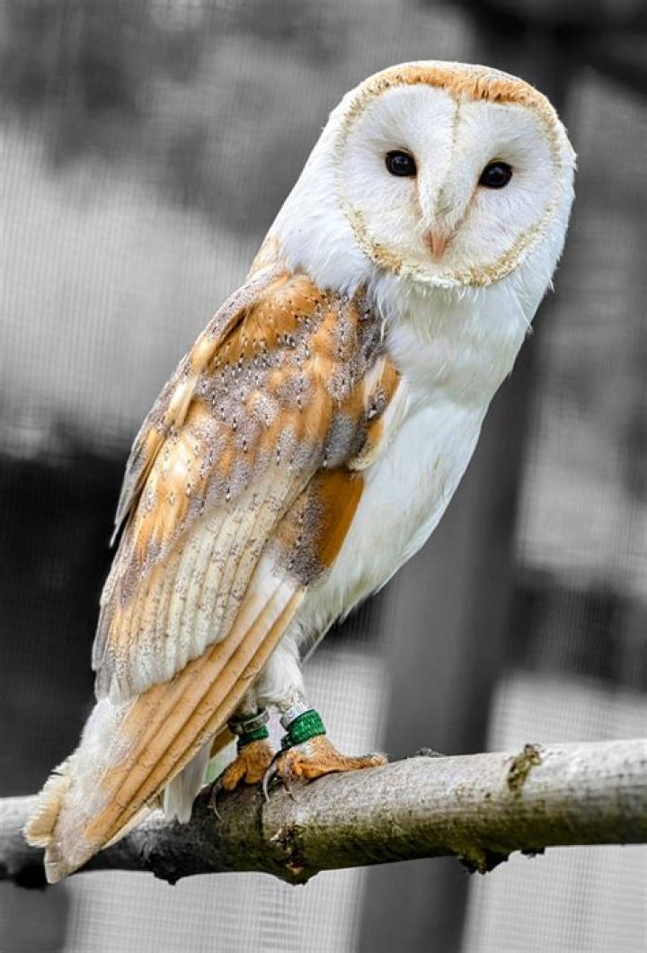 owl bird