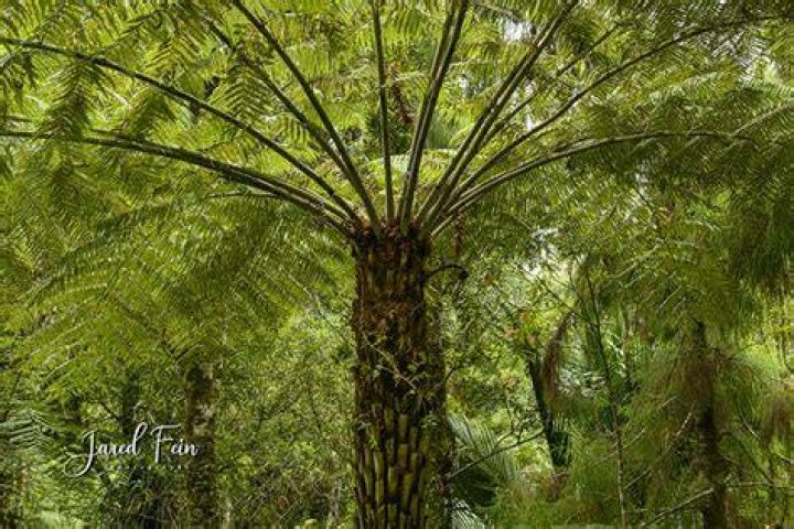 palm fern