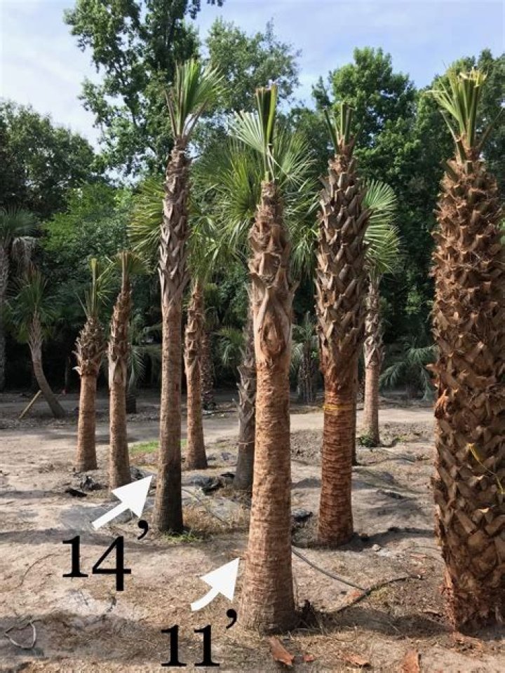 palmetto palm