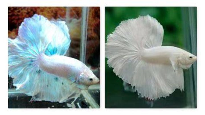 Peixe Betta Branco