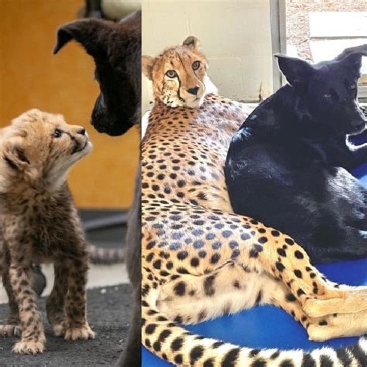 pet cheetah
