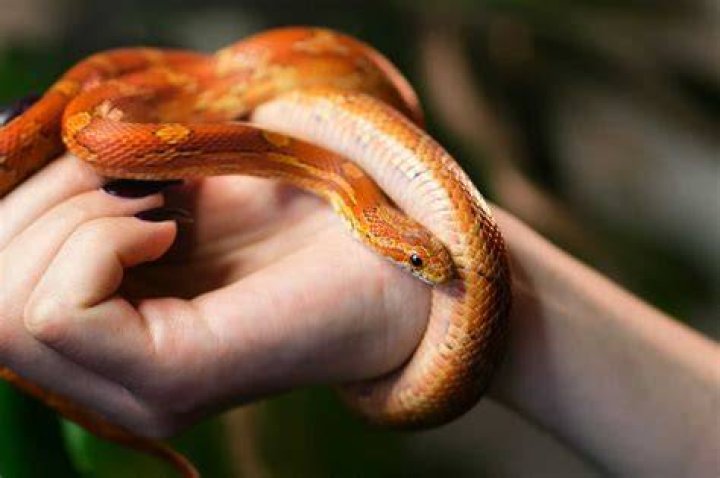 pet snake