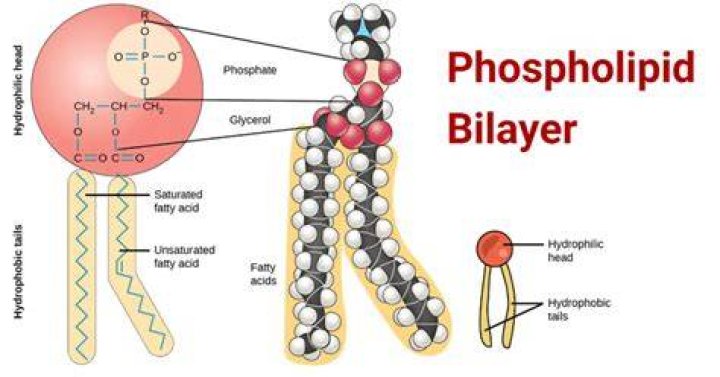 phospholipid