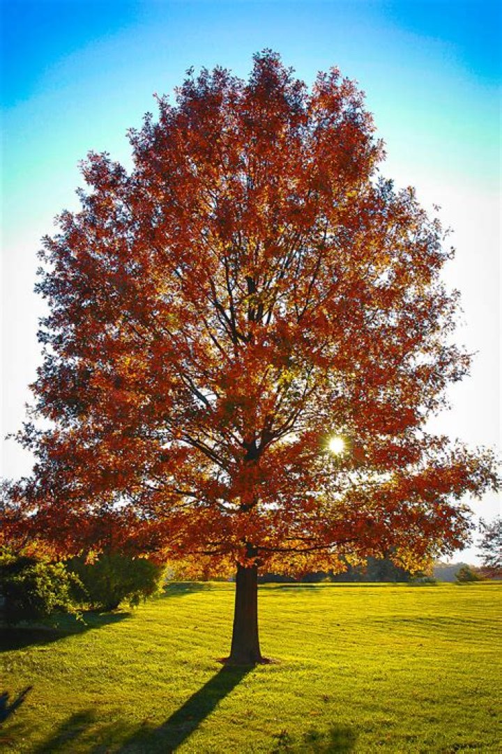 pin oak tree
