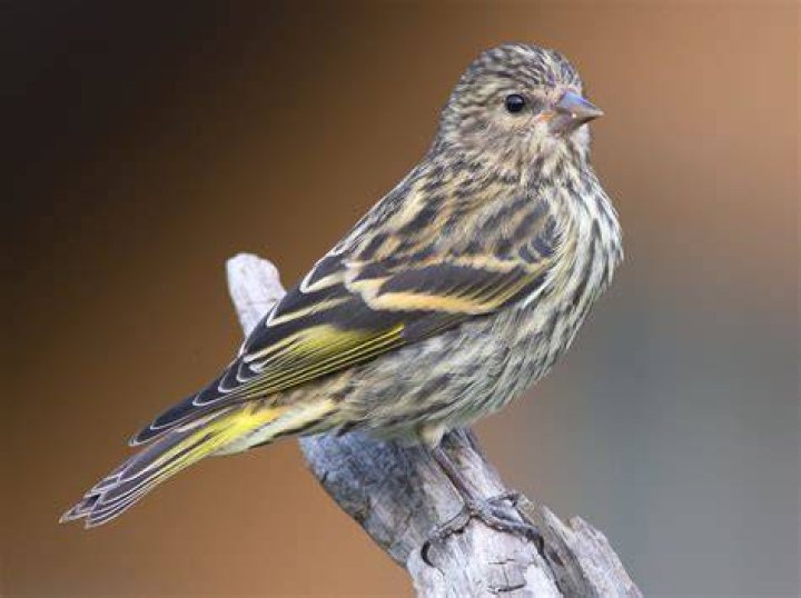 pine siskin