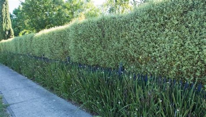 pittosporum silver sheen