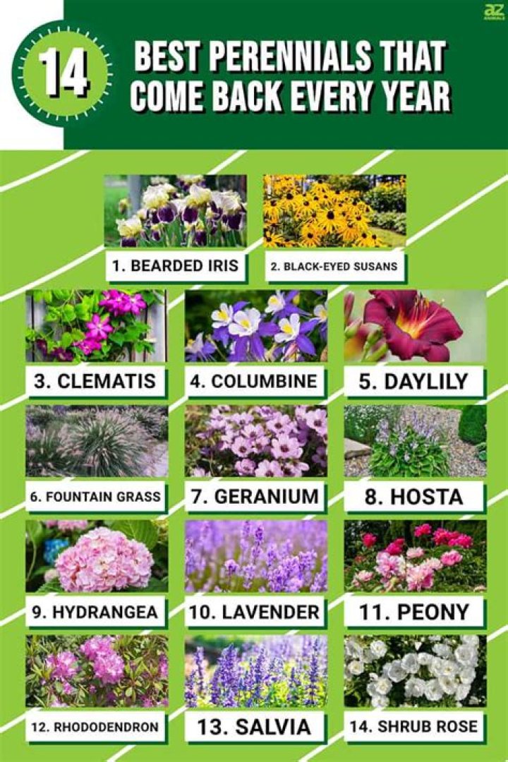 plants that come back every year