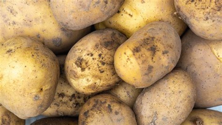 potato