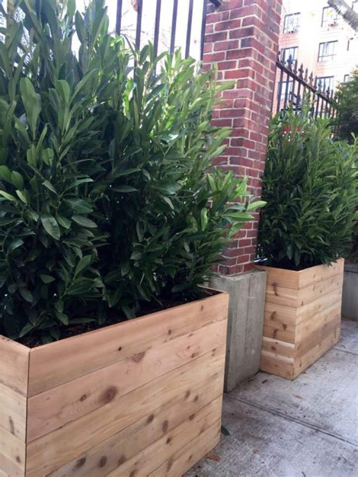 privacy plants in pots