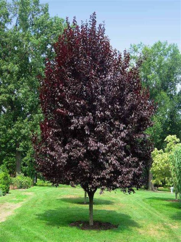 purple leaf plum