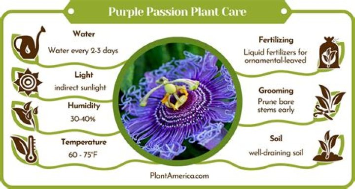 purple passion plant care