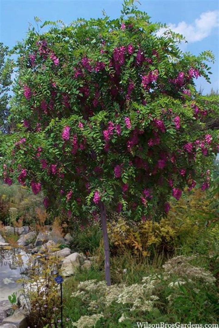 purple robe locust tree
