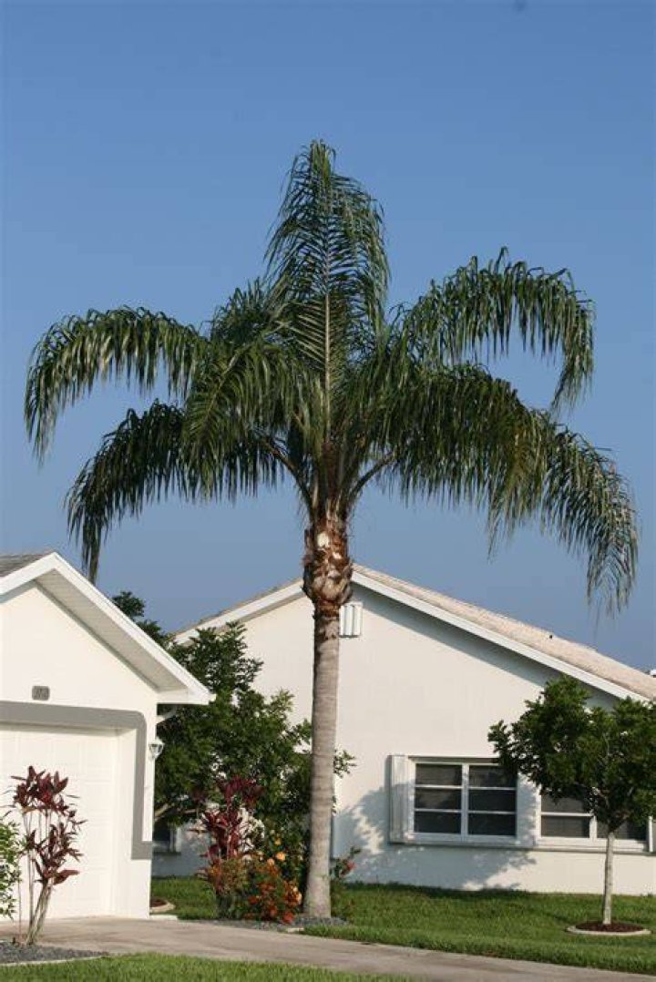 queen palm