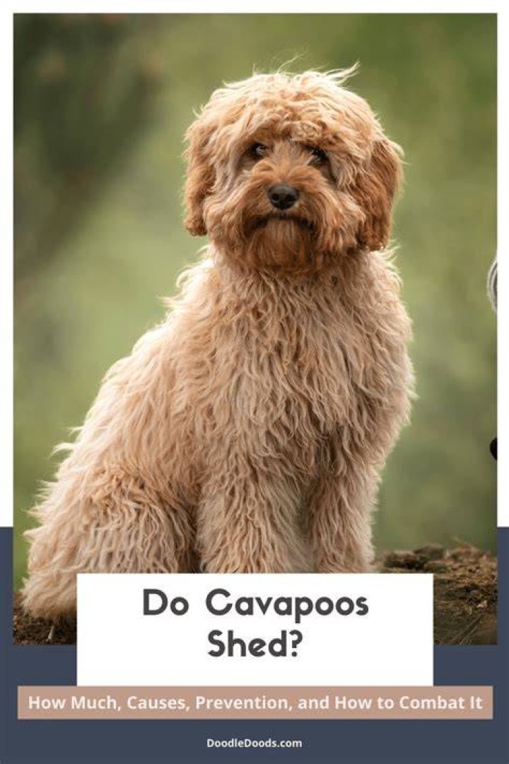 Question: Are Cavapoos Hunting Dogs