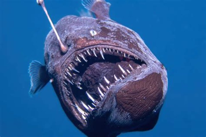 Question: Are Deep Sea Fish Blind