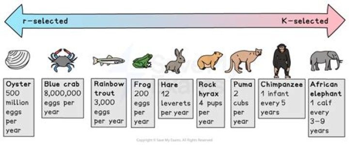 Question: Are Fish R Selected Species Ecample