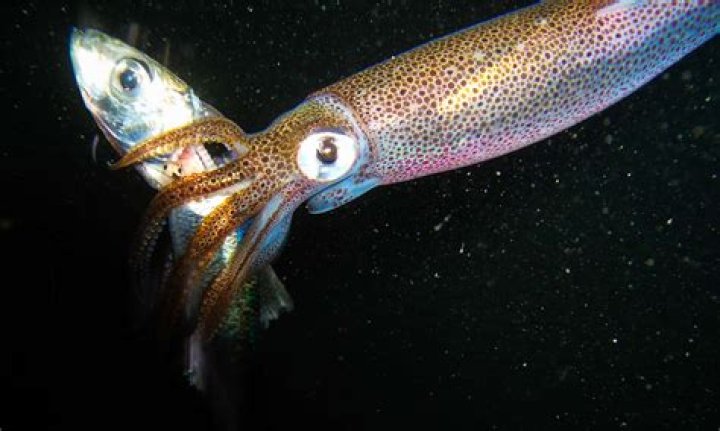 Question: Are There More Squid In The Ocean Than Fish