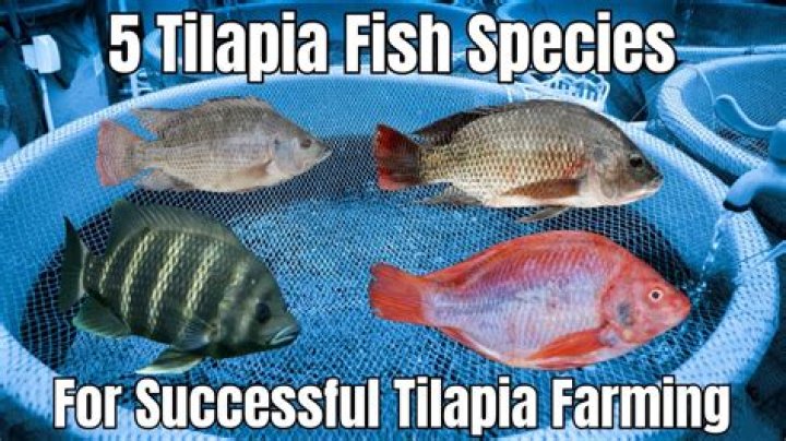Question: Are Tilapia Freshwater Or Saltwater Fish