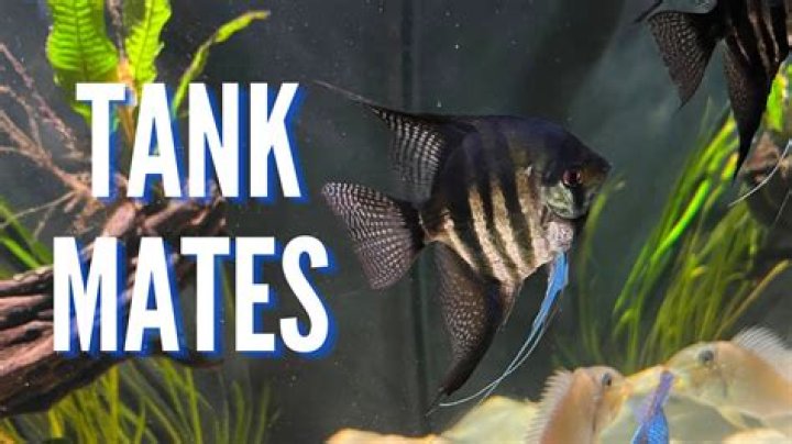 Question: Can Angel Fish Live With Tiger Barbs