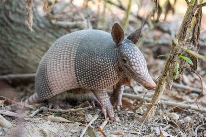 Question: Can Armadillos Climb Trees